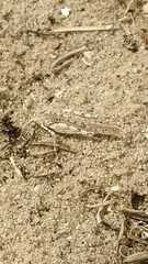Sphingonotus imitans