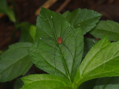 Pseudogagrella splendens