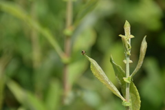 Cryptocephalus decemmaculatus