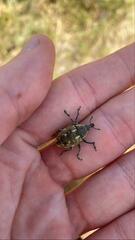 Larinus onopordi