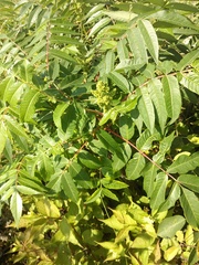 Rhus × borealis