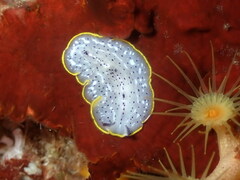 Prostheceraeus moseleyi