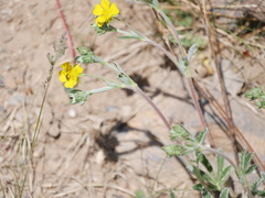 Potentilla glaucophylla