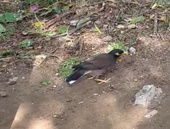 Acridotheres tristis