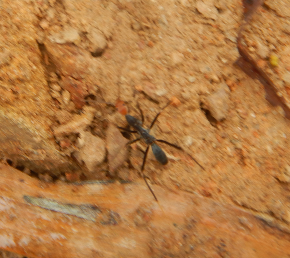 Leptomyrmex darlingtoni