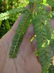 Phyllanthus leucanthus