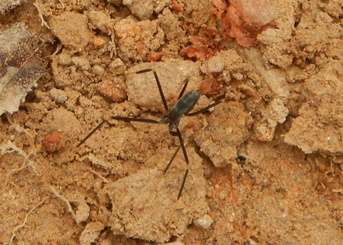 Leptomyrmex darlingtoniLeptomyrmex darlingtoni