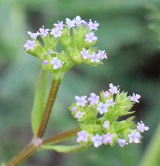 Valerianella muricata