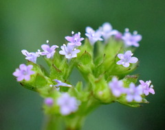 Valerianella muricata