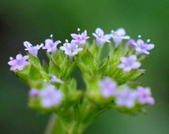 Valerianella muricata