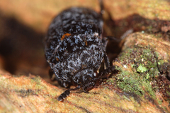 Dermestes murinus