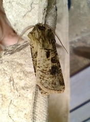Agrotis clavis
