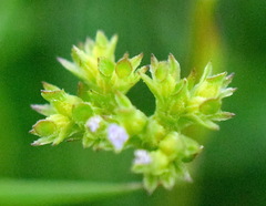 Valerianella muricata
