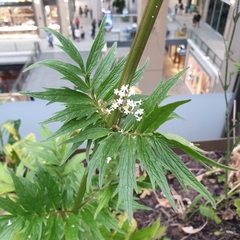 Valeriana officinalis