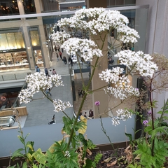 Valeriana officinalis