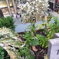 Valeriana officinalis