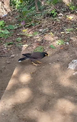 Acridotheres tristis