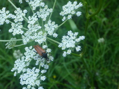 Pedostrangalia pubescens