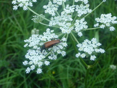 Pedostrangalia pubescens