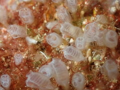 Pycnoclavella atlantica