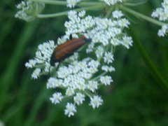 Pedostrangalia pubescens