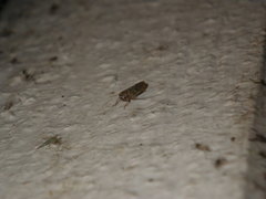 Cicadellidae