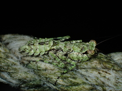 Theopompa ophthalmica