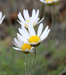 Anthemis sterilis