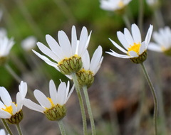 Anthemis sterilis