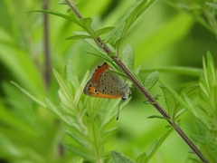 Lycaena phlaeas daimio
