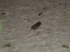 Cicadellidae