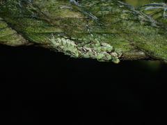Theopompa ophthalmica