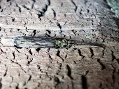 Tenomerga cinerea