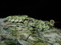 Theopompa ophthalmica
