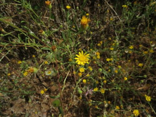 Pulicaria arabica subsp. hispanica image