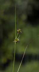 Juncus nodosus