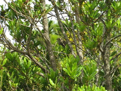 Erithacus rubecula superbus