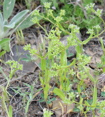 Valerianella muricata
