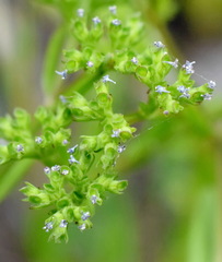 Valerianella muricata