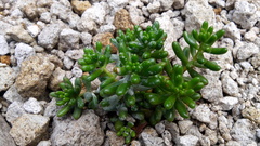 Sedum × rubrotinctum