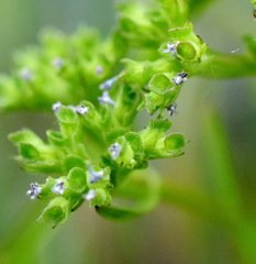 Valerianella muricata
