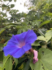 Ipomoea indica