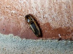 Conoderus vespertinus