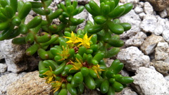 Sedum × rubrotinctum