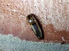 Conoderus vespertinus