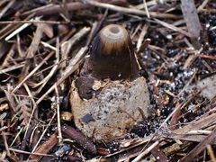 Mutinus cartilagineus