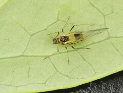 Ericaphis