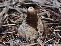 Mutinus cartilagineus