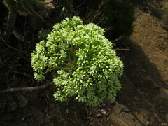 Aeonium urbicum image