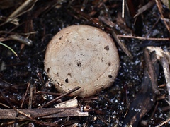 Mutinus cartilagineus
